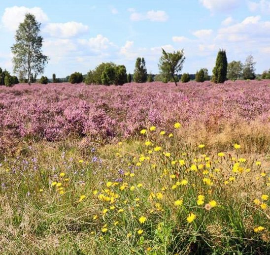 Lüneburger Heide