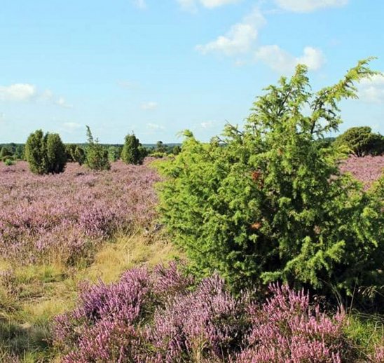 Lüneburger Heide