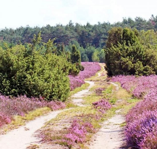 Lüneburger Heide