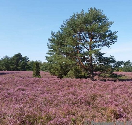 Lüneburger Heide