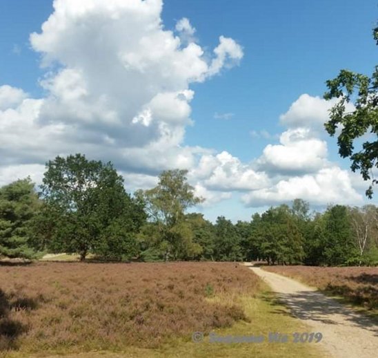 Lüneburger Heide