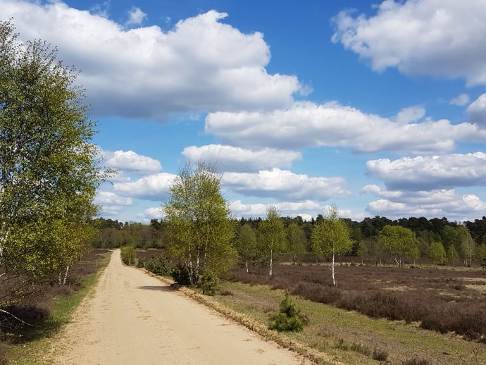 Heide im Frühjahr
