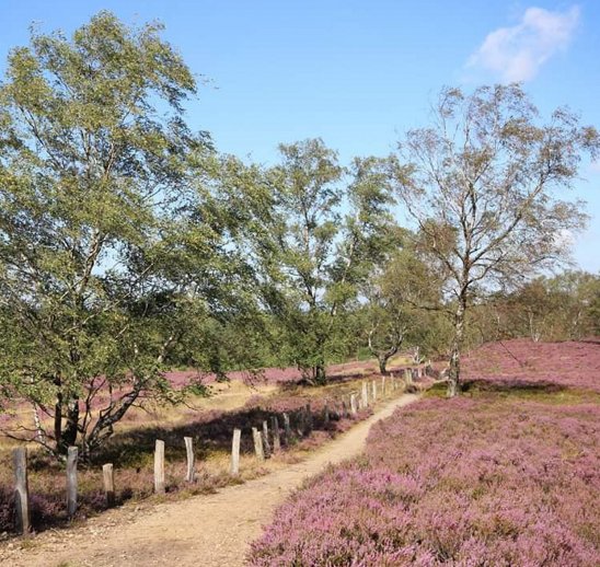 Lüneburger Heide