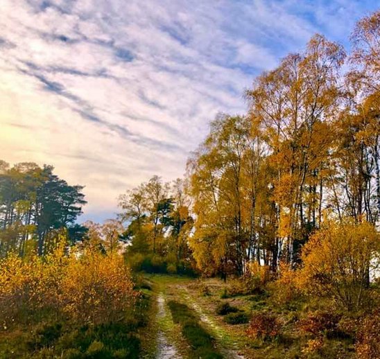 Lüneburger Heide im Herbst