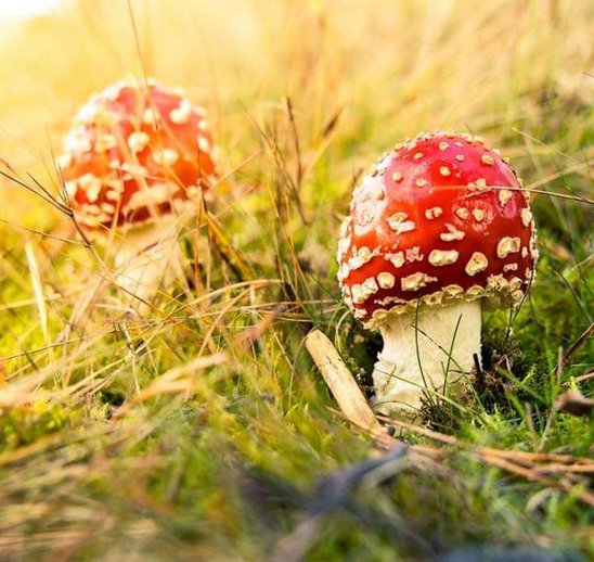 Lüneburger Heide im Herbst