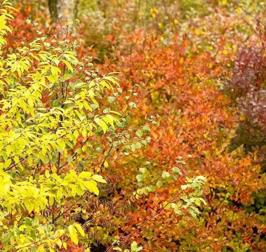 Lüneburger Heide im Herbst