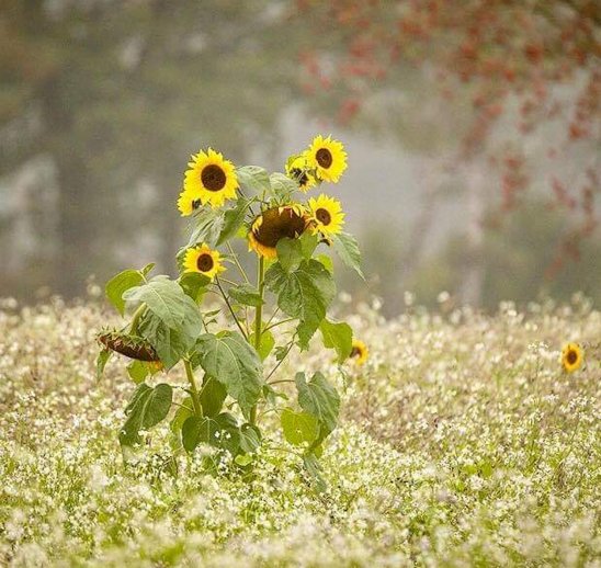 Lüneburger Heide im Herbst