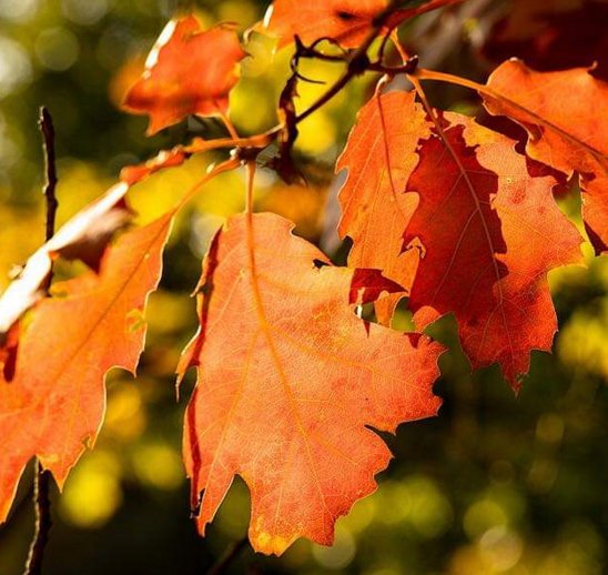 Lüneburger Heide im Herbst