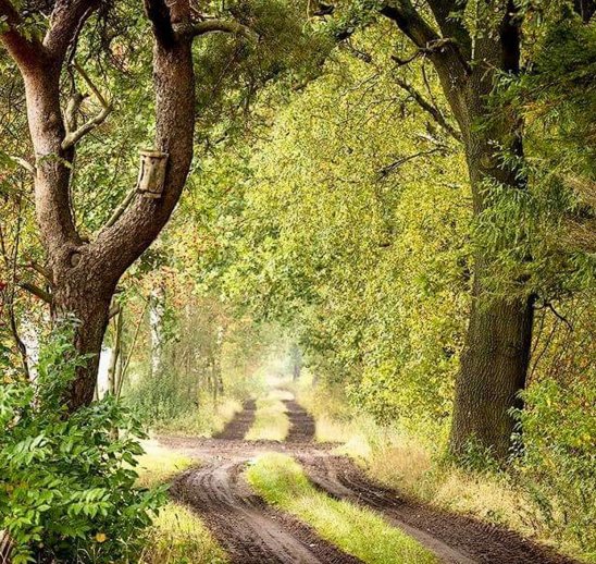 Lüneburger Heide im Herbst