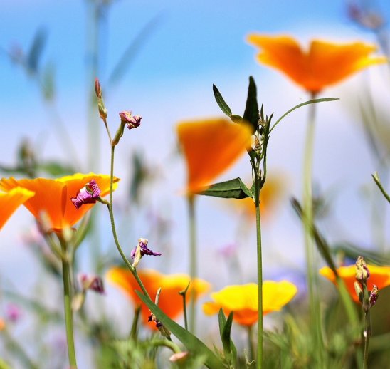 Blumen - Foto: Tanja Schlawitz