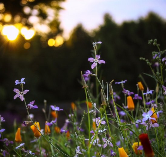 Blumen - Foto: Tanja Schlawitz