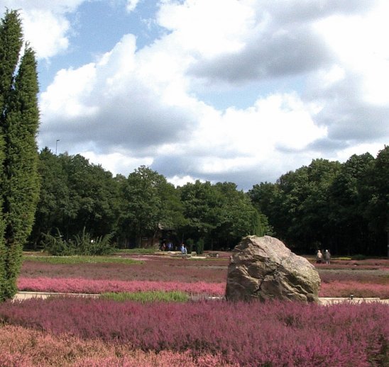 Heidegarten im Höpen