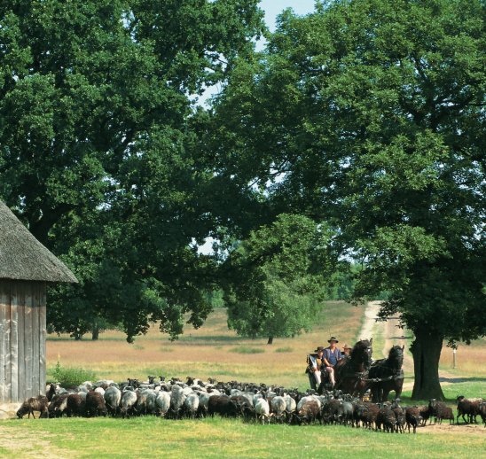 Kutsche mit Heidschnuckenherde